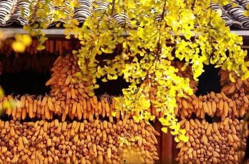 银杏银杏影院银杏,银杏树下的光影盛宴